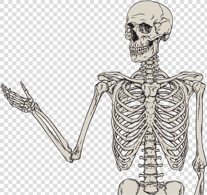 Bone Trivia   Bone Orthopedic  HD Png DownloadTransparent PNG