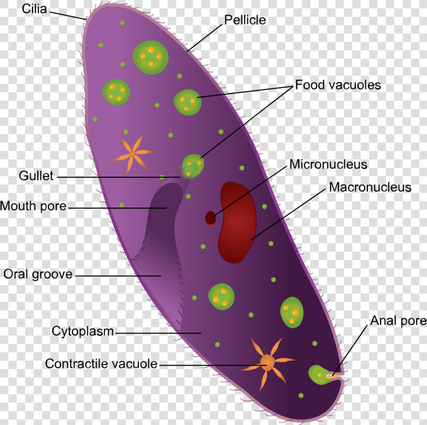 Phylum Ciliophora Ciliates  HD Png DownloadTransparent PNG