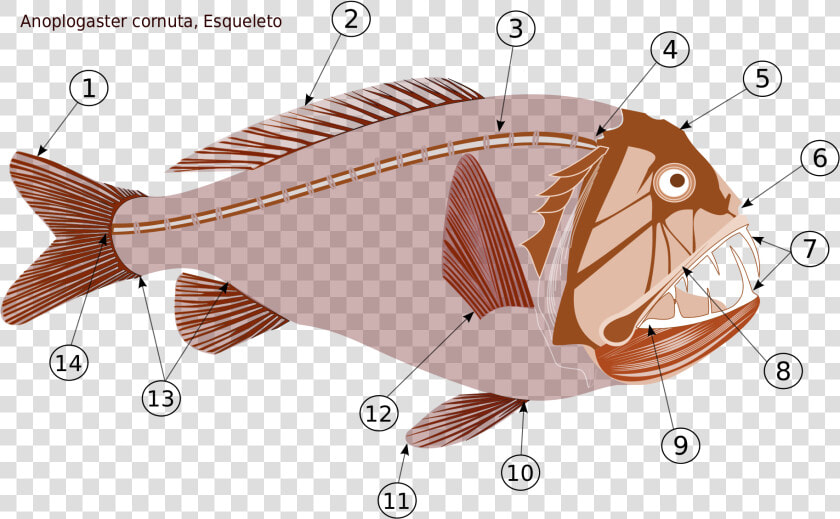 Deep Sea Anglerfish Diagram  HD Png DownloadTransparent PNG