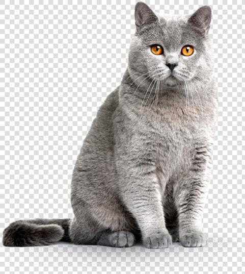 British Shorthair Cat  HD Png DownloadTransparent PNG