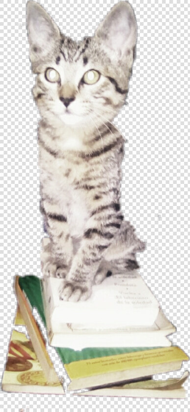 Nicola Freetoedit   Squitten  HD Png DownloadTransparent PNG