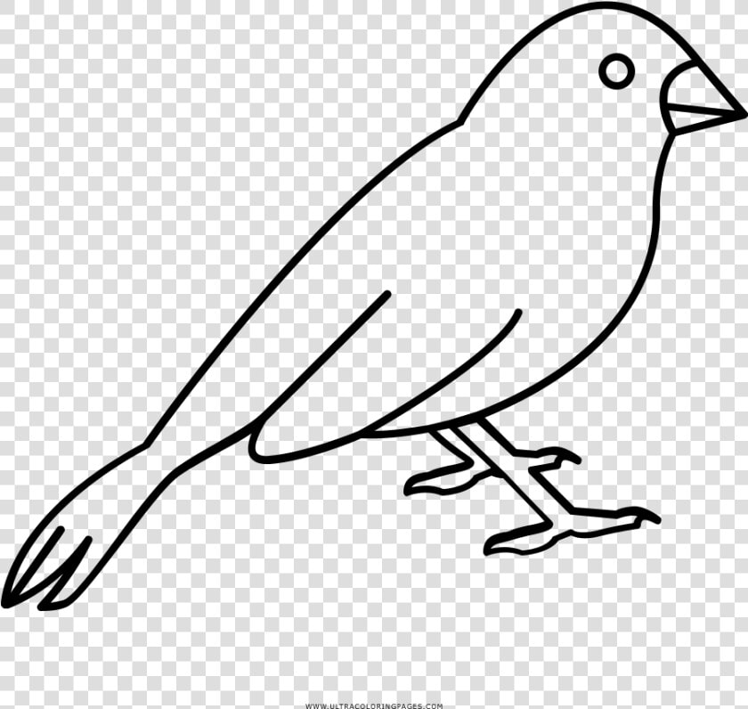 Pájaro Página Para Colorear   Canario Para Colorear  HD Png DownloadTransparent PNG