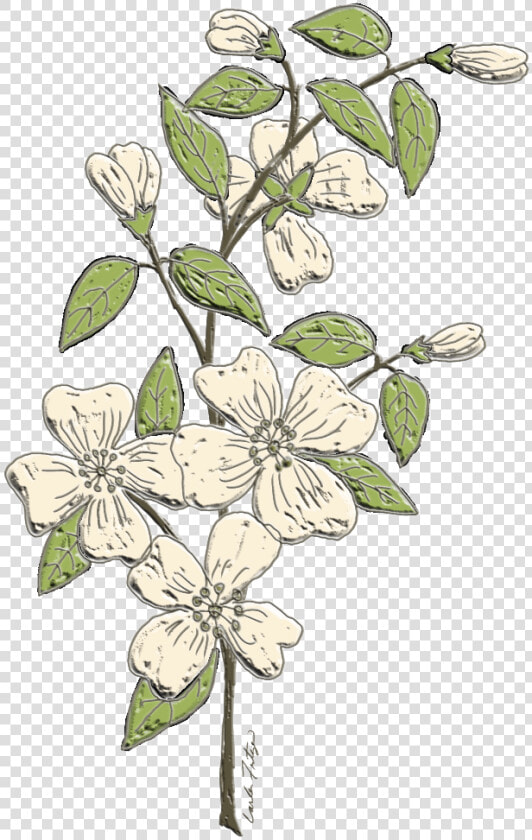  dogwood  flowers  branch  floral  freetoedit   Jasmine  HD Png DownloadTransparent PNG