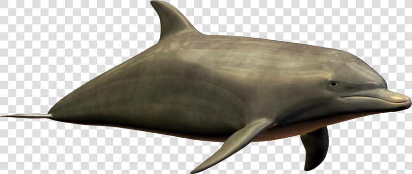 Best Free Dolphin High Quality Png   Dolphin Imagepng  Transparent PngTransparent PNG