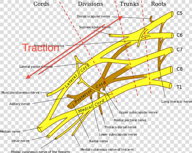 Brachial Plexus 1323   Brachial Plexus Anatomy  HD Png DownloadTransparent PNG