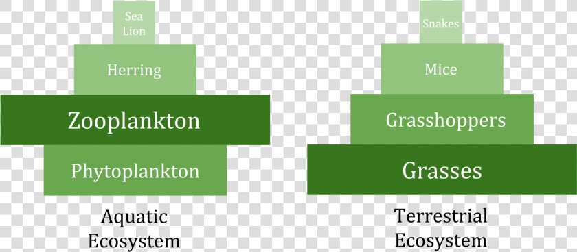 Perfect Producers And Scary Consumers   Marine Inverted Biomass Pyramid  HD Png DownloadTransparent PNG