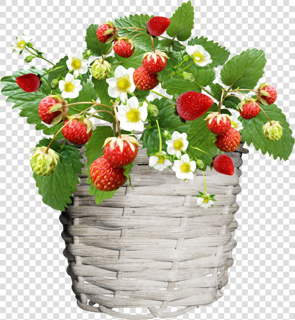 Tube Fruit  Fraises Png  Fraisier  Dessin   Strawberry  Transparent PngTransparent PNG