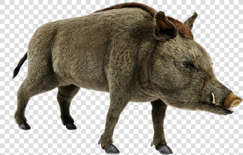 Wild Boar Png Pics  Transparent PngTransparent PNG