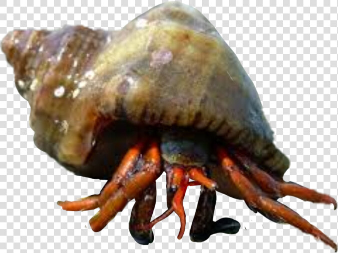  hermit Crabs   Rapan  HD Png DownloadTransparent PNG