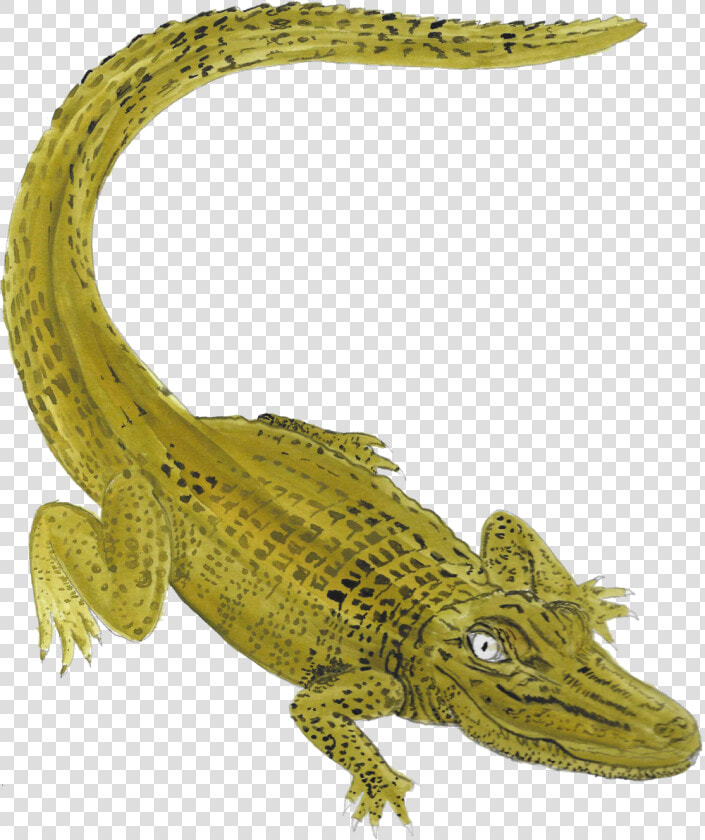 Nile Crocodile   American Crocodile  HD Png DownloadTransparent PNG