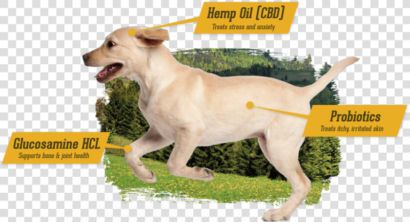 Cbd For Dogs   Companion Dog  HD Png DownloadTransparent PNG