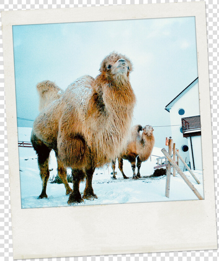 Polaro 01   Camel  HD Png DownloadTransparent PNG