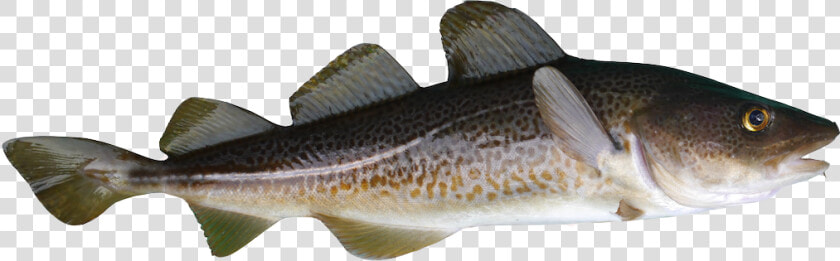 Transparent Cod Png   Baltic Cod  Png DownloadTransparent PNG