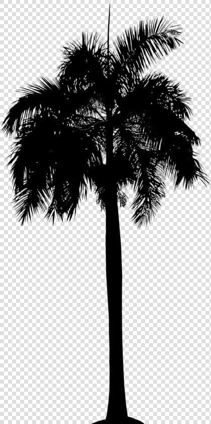 Asian Palmyra Palm Date Palm Leaf Palm Trees Plant   Borassus Flabellifer  HD Png DownloadTransparent PNG