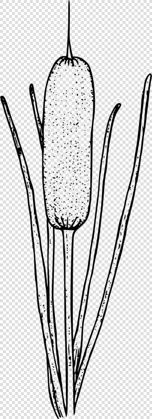 Cattail Clip Art Drawing Portable Network Graphics  HD Png DownloadTransparent PNG