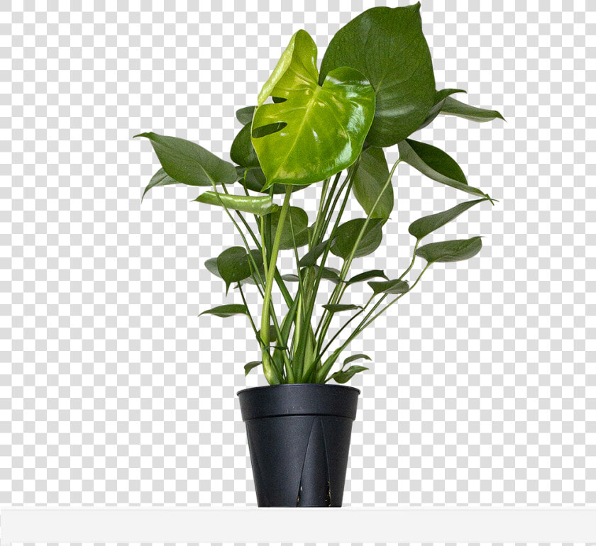 Flowerpot  HD Png DownloadTransparent PNG