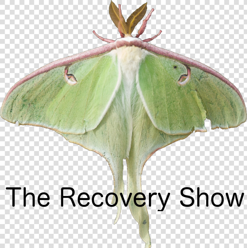 The Recovery Show   Recovery Show Podcast  HD Png DownloadTransparent PNG