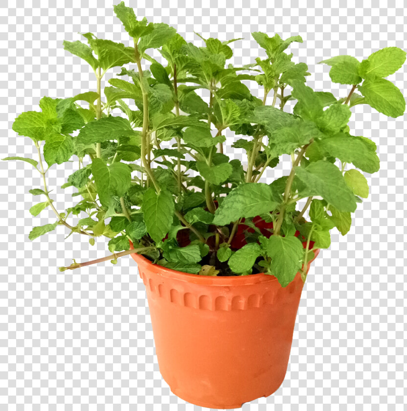 Are Mint Leaves Edible   Flowerpot  HD Png DownloadTransparent PNG