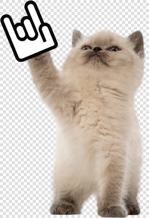 Todd Taiwan Startup Stadium Rock Kitten   Png Download   British Shorthair  Transparent PngTransparent PNG