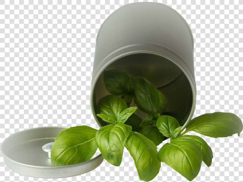 Isolated  Basil  Pot  Garden  Plant  Vegetables   Basil  HD Png DownloadTransparent PNG