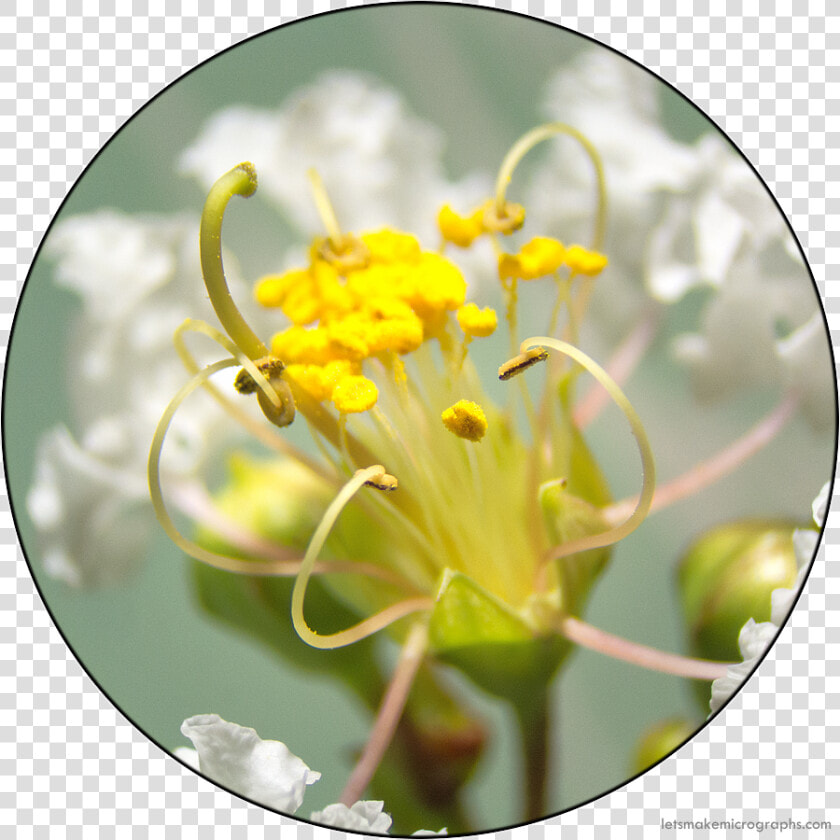 Clip Art Lagerstroemia Indica Lythraceae The   Honeysuckle  HD Png DownloadTransparent PNG