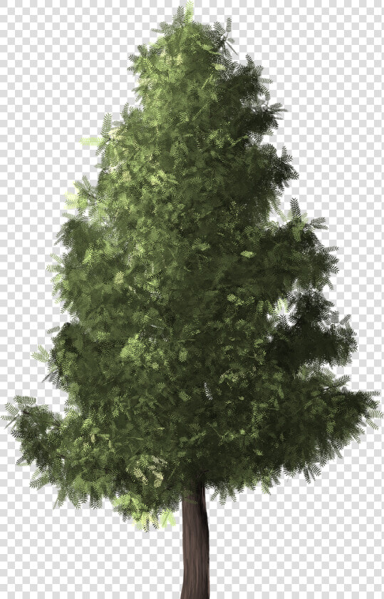 Tree white Pine shortleaf Black Spruce yellow Fir oregon  HD Png DownloadTransparent PNG