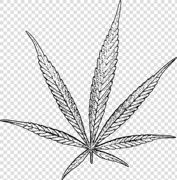 Leaf black And White plant botany hemp Plant monochrome   Weed Leaf Drawing Png  Transparent PngTransparent PNG