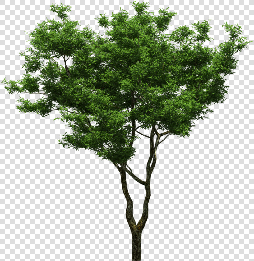 Arboles Png Para Photoshop   Png Download   Osmanthus Tree Png  Transparent PngTransparent PNG