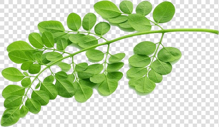 Moringa Tree Png  Transparent PngTransparent PNG