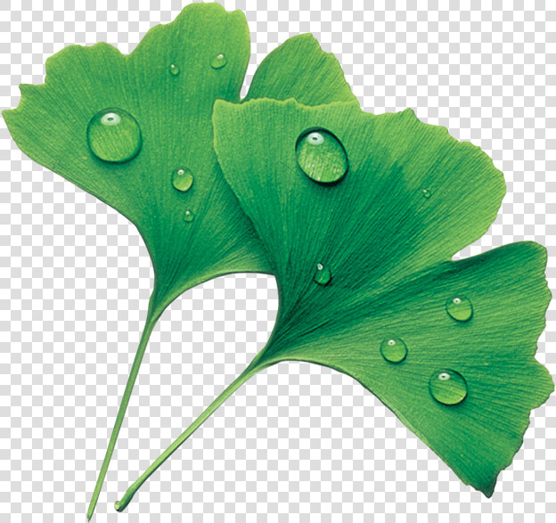 Maidenhair Tree  HD Png DownloadTransparent PNG