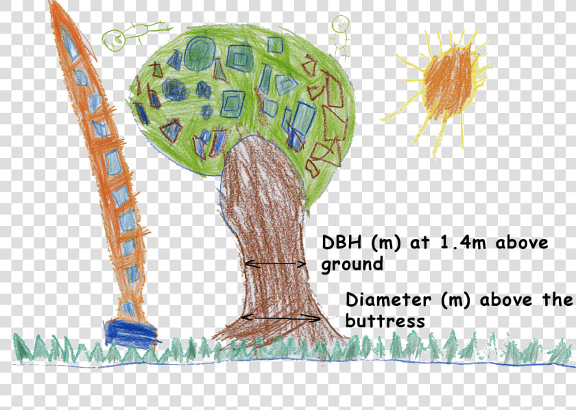 Tree Protection Zone And Structural Root Zone Calculator   Tpz Calculation  HD Png DownloadTransparent PNG