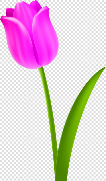 Flower Clipart Tulip Petal   Clipart Of Tulip Flower  HD Png DownloadTransparent PNG