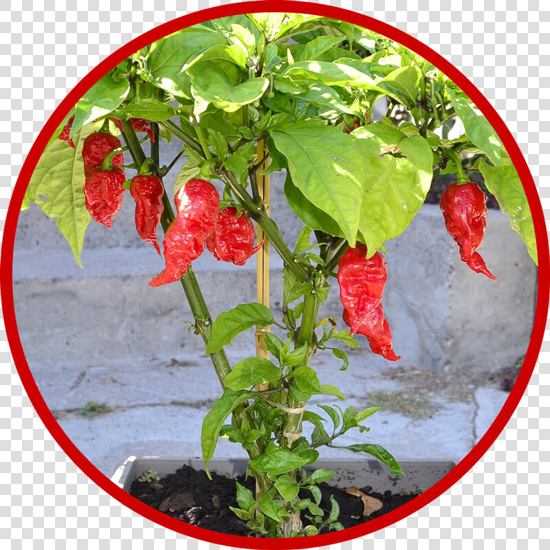 Carolina Reaper Reaper Pepper  HD Png DownloadTransparent PNG