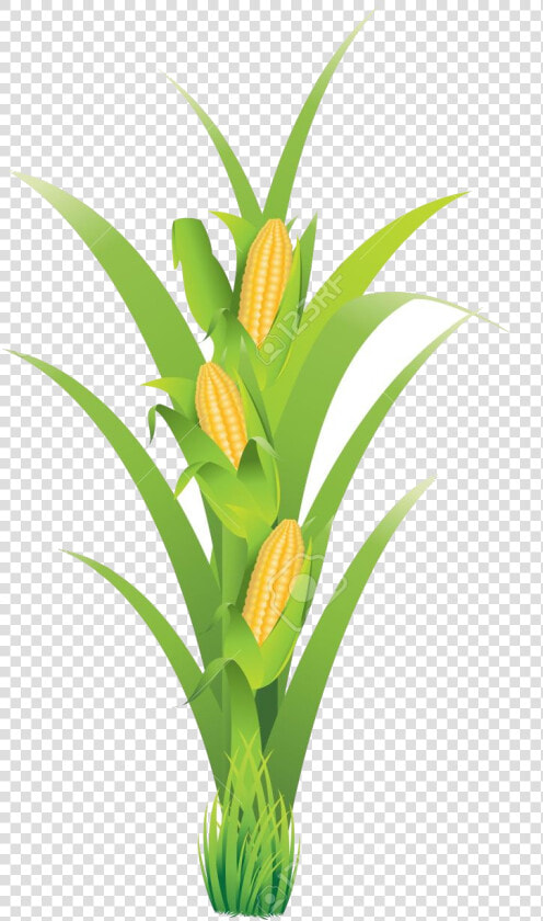 Corn Planting Transparent Png   Pe De Milho Em Png  Png DownloadTransparent PNG