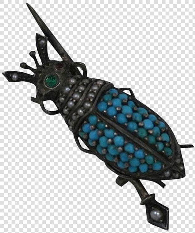 Weevil  HD Png DownloadTransparent PNG