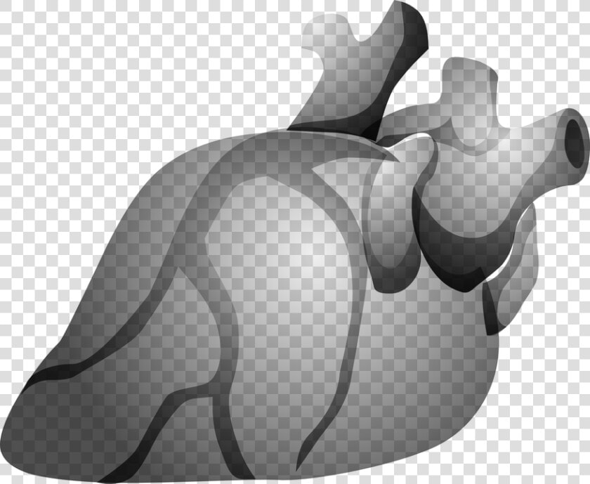 Heart  Organ  Anatomy  Human  Body  Cardiology   Jantung Kartun Hitam Putih  HD Png DownloadTransparent PNG