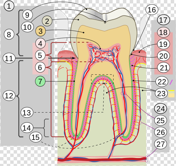 Cross Sections Of Teeth Intl   Cusp Of Teeth  HD Png DownloadTransparent PNG