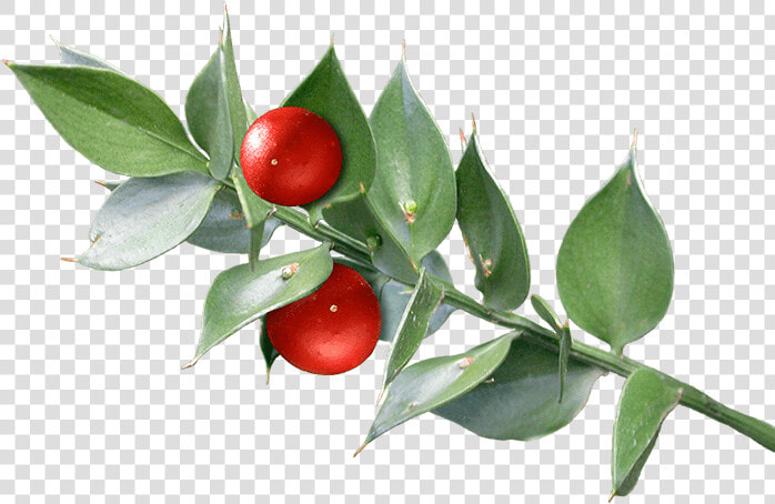 Butcher S Broom   Buffaloberries  HD Png DownloadTransparent PNG