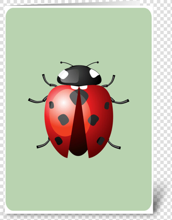 Lady Bug Greeting Card   Insects And Bugs  HD Png DownloadTransparent PNG