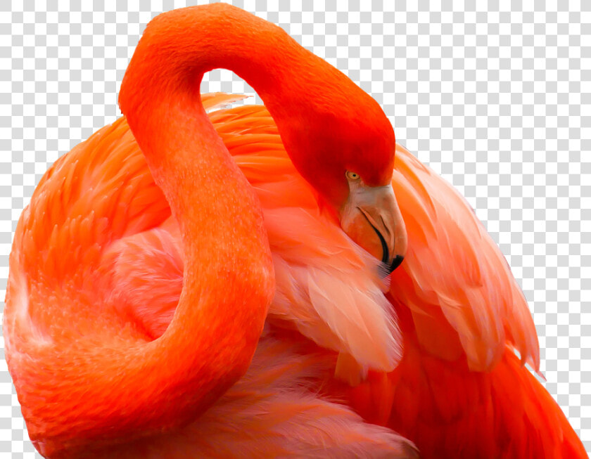 Animal  Bird  Flamingo  Feather  Red  Bill  Exotic   Animales Exoticos Png  Transparent PngTransparent PNG