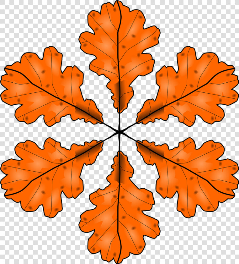 Plant leaf maple Leaf   3 Oaks Clip Art  HD Png DownloadTransparent PNG