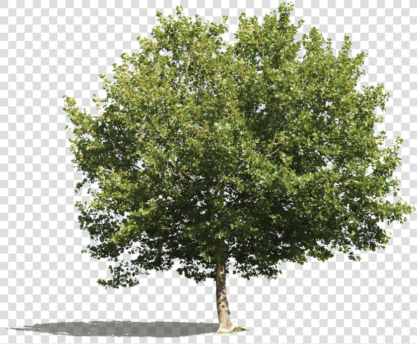 Cutout Tree Png Platanus  Transparent PngTransparent PNG