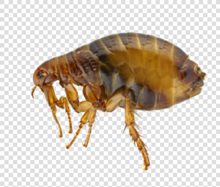 Fleas Extermination Control And Removal In Portland   Flea Adult  HD Png DownloadTransparent PNG