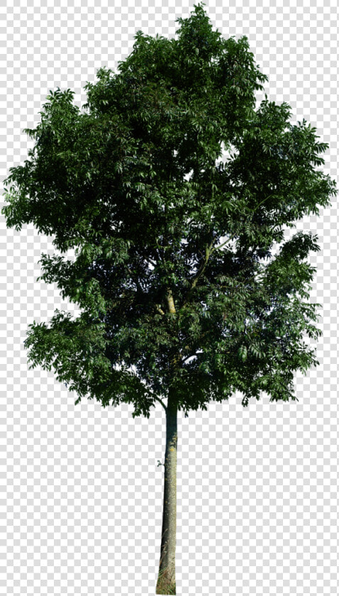 Rendering Trees High Resolution Psd  HD Png DownloadTransparent PNG