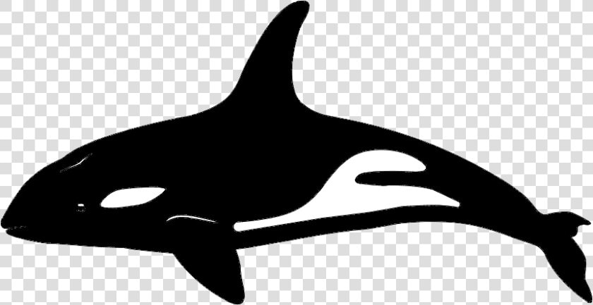 Killer Whale Dolphin Vector Graphics Portable Network   Killer Whale  HD Png DownloadTransparent PNG