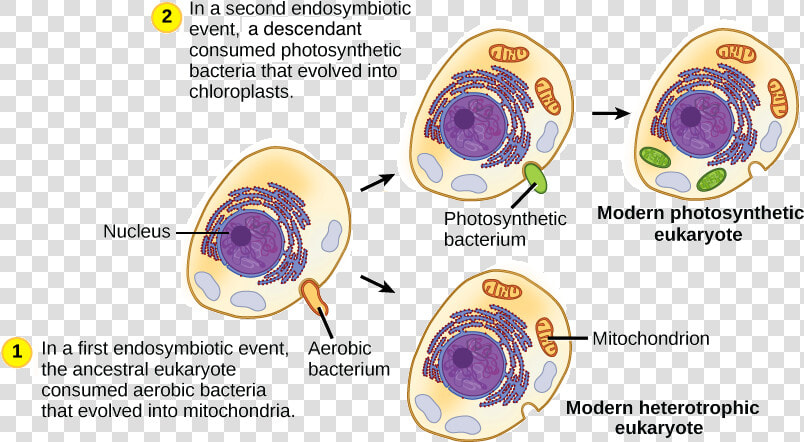 The First Endosymbiotic Event Occurred   Endosymbiotic Theory  HD Png DownloadTransparent PNG