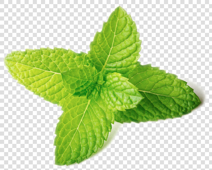 Transparent Mint Leaves Png   Herb Mint Leaves Spring Mint  Png DownloadTransparent PNG