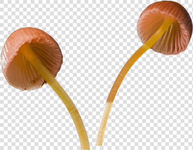 Mushroom Png   Transparent Background Mushroom Png  Png DownloadTransparent PNG