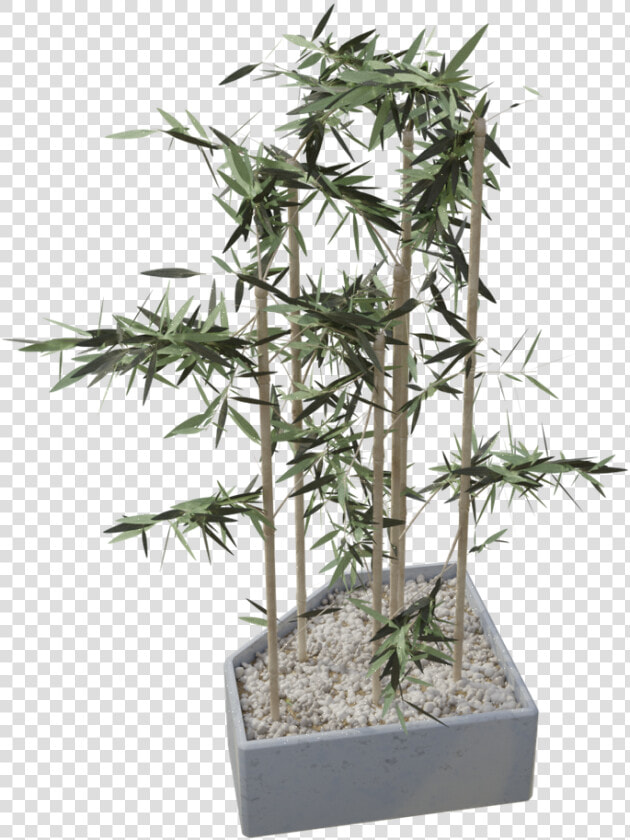 Houseplant  HD Png DownloadTransparent PNG