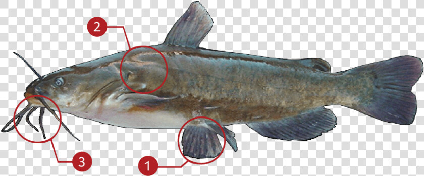 Bullhead Master Angler  HD Png DownloadTransparent PNG